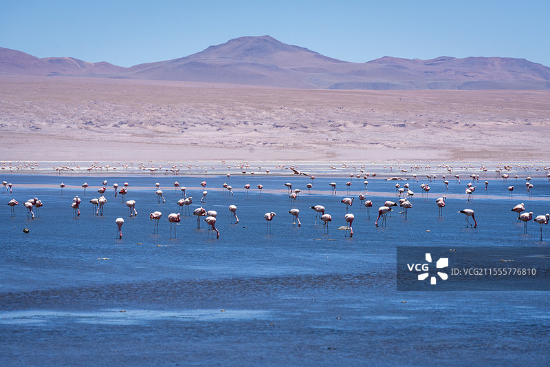 红湖与火烈鸟2图片素材