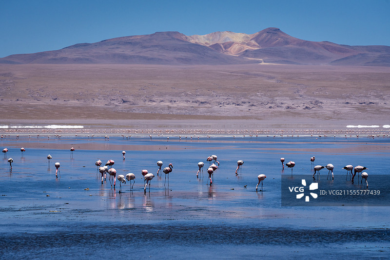 红湖与火烈鸟图片素材