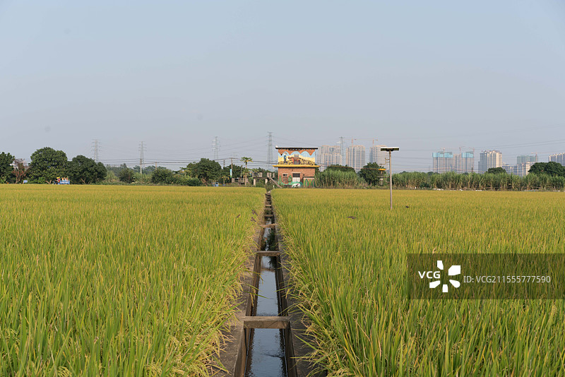 东莞东城，周屋稻田，乡村稻田风光图片素材