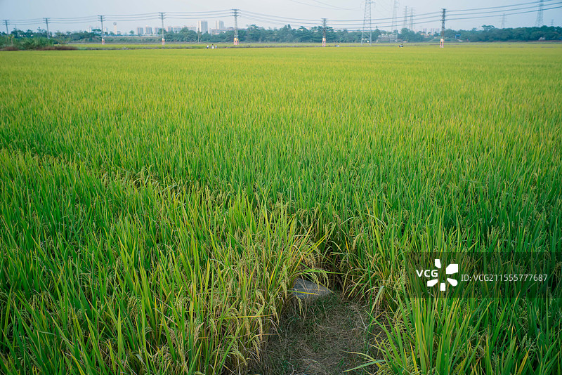 东莞东城，周屋稻田，乡村稻田风光图片素材