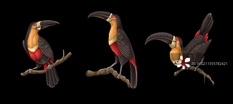 孤立在树枝上的巨嘴鸟图片素材