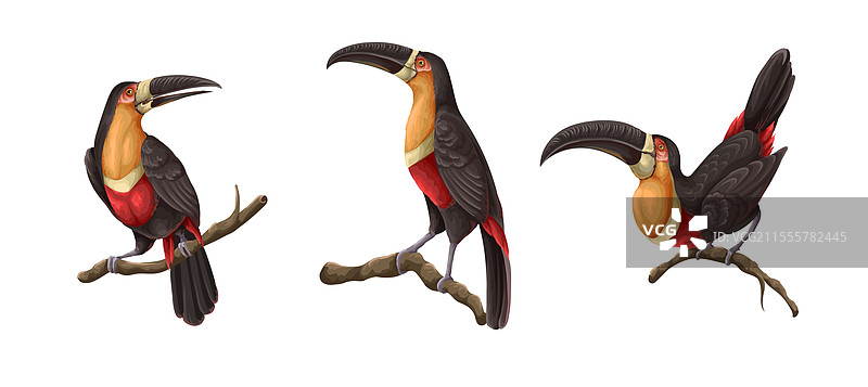 孤立在树枝上的巨嘴鸟图片素材