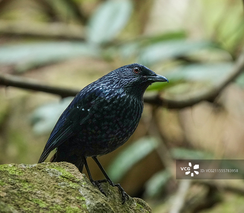 深圳凤凰山小鸟（紫啸鸫，苍背山雀）图片素材