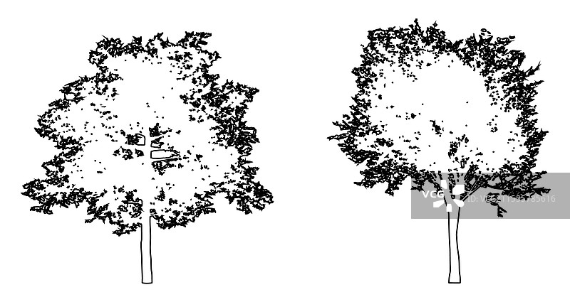 一组或一簇雪松榆树图片素材