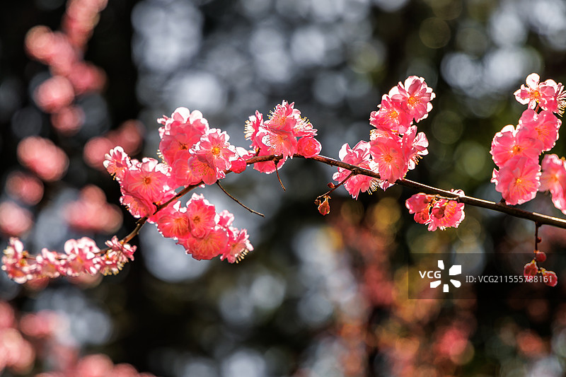 西安丰庆公园之红梅花开图片素材