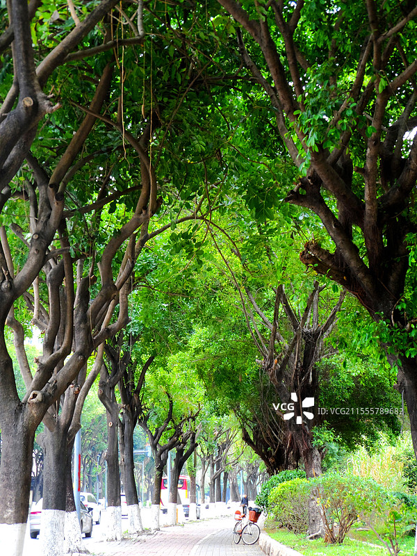 广州公园道路景色图片素材