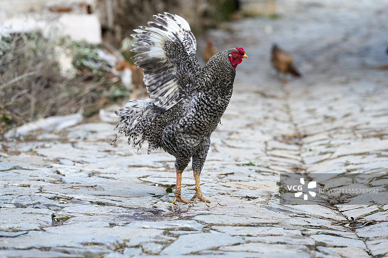 土耳其希林杰小镇居民的散养鸡图片素材