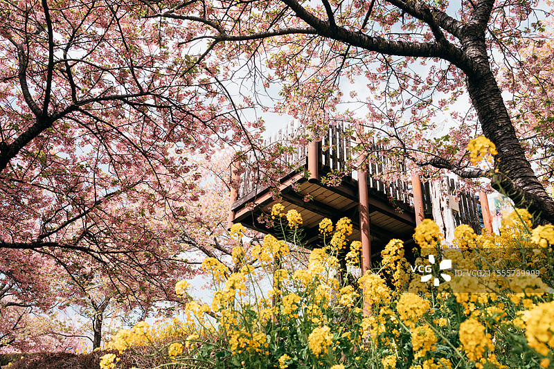 松田樱花祭图片素材