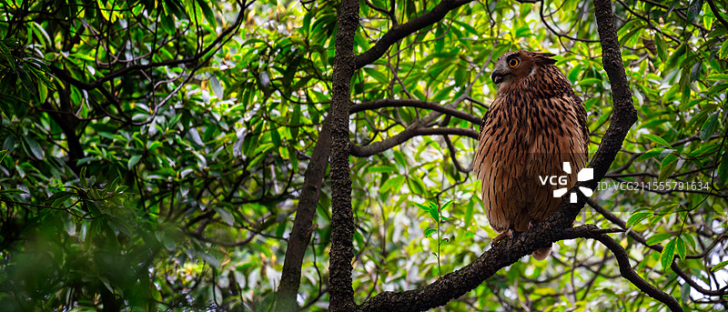 黄腿渔鸮图片素材