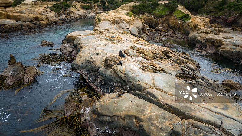 新西兰Waitaki地区Palmerston小镇shag point海豹观景点图片素材