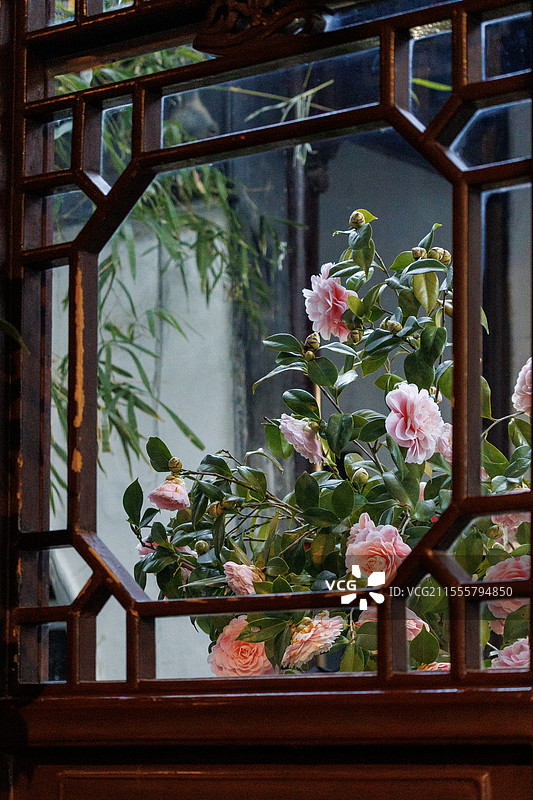 窗外的山茶花图片素材