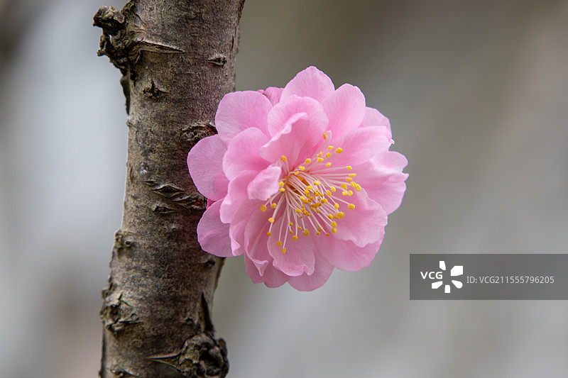 春天粉红色重瓣榆叶梅枝头绽放图片素材