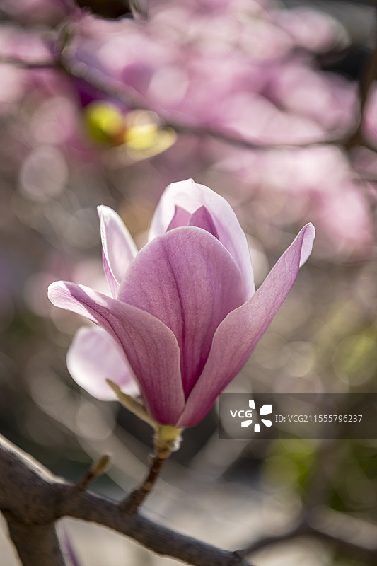 焦作影视城里的玉兰花特写图片素材