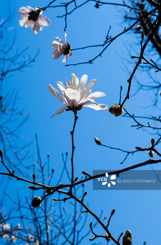 纯净无暇的盛开的玉兰花图片素材