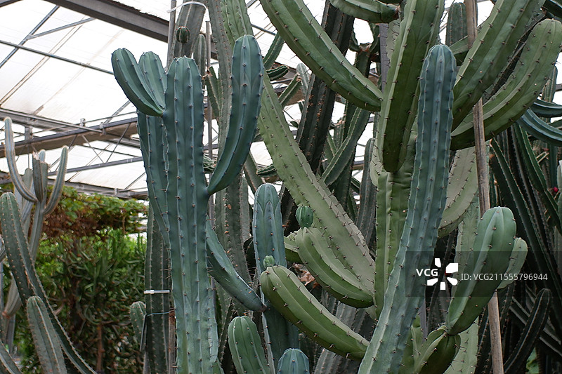 宁波天宫庄园景区 仙人掌 仙人树 怀旧 蜘蛛图片素材