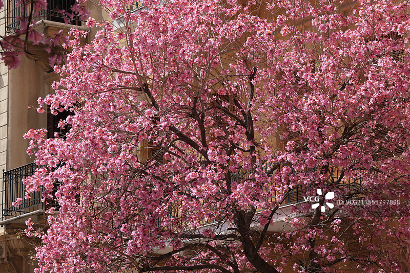贝鲁特：风铃木花开图片素材