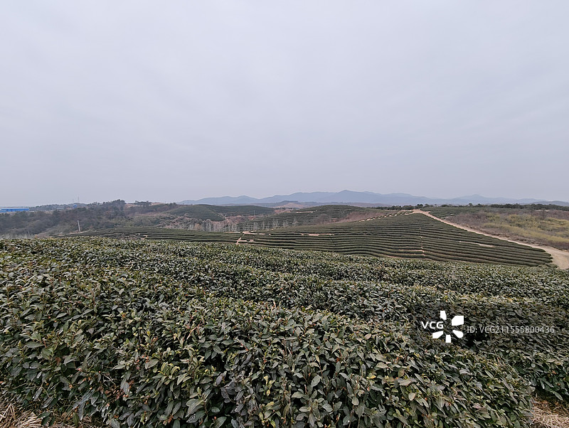 熊河水库旁边的茶山图片素材