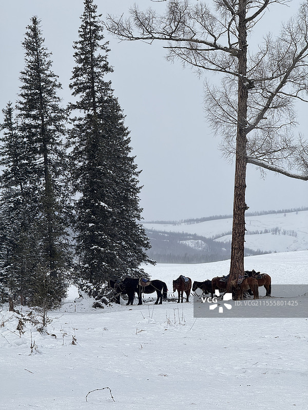 冬日喀纳斯图片素材