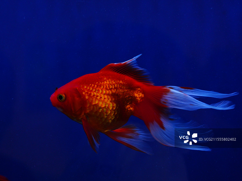 上海动物园金鱼特写图片素材