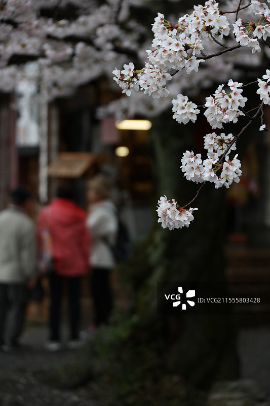 雨天的樱花 京都图片素材
