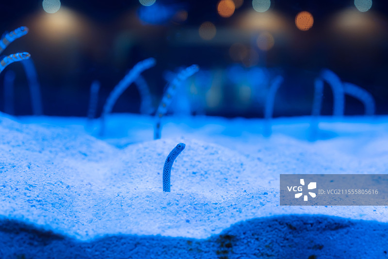 广州，正佳广场，海洋世界，海族馆，jk少女写真图片素材