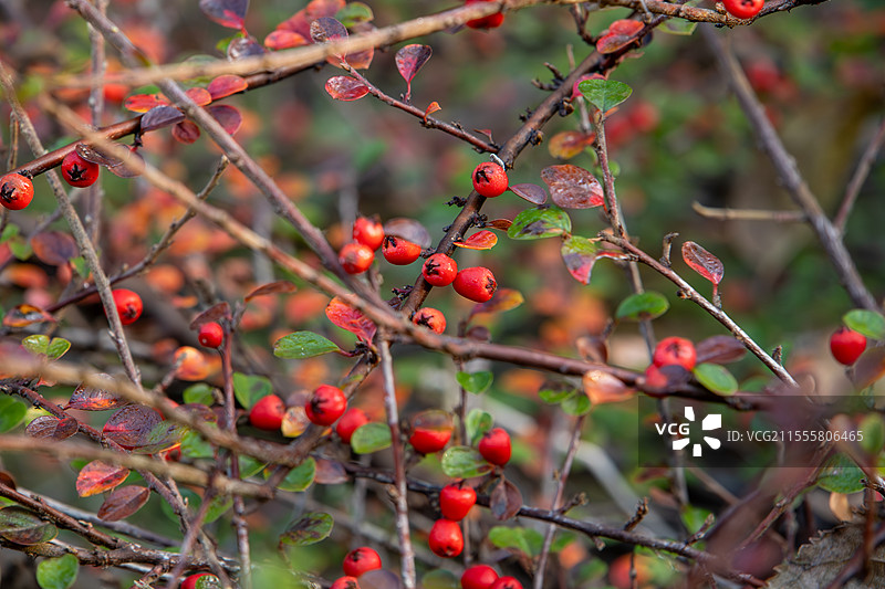 秋天枝头挂满红果的平枝栒子图片素材