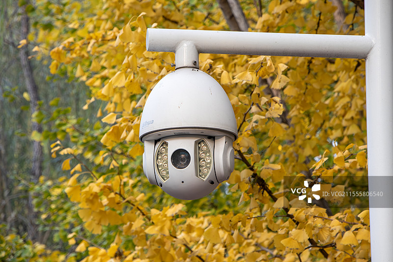 秋天公园金黄银杏树前的摄像头图片素材