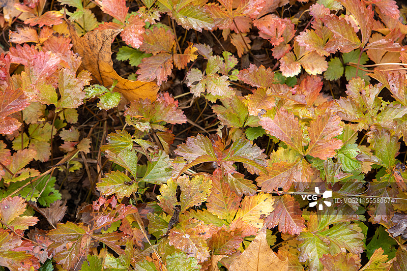 秋天公园五颜六色的蛇莓野草莓叶子图片素材