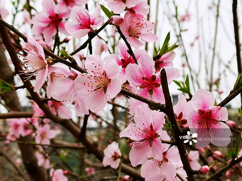 绽放的桃花图片素材