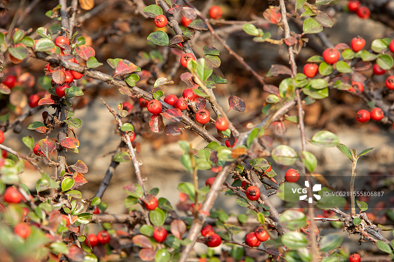 秋天枝头挂满红果的平枝栒子图片素材