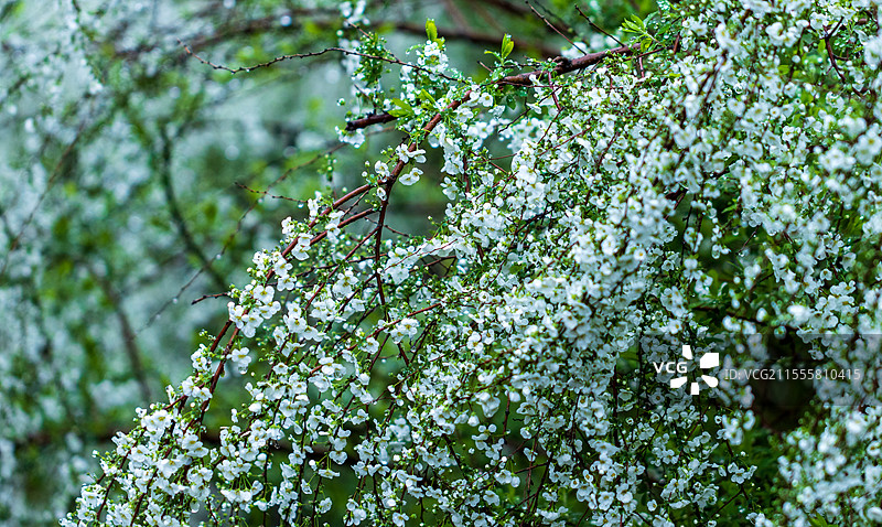 无人,自然,花,植物,户外,春天,自然美,生长,白昼,白色,特写,叶子,花头,清新,鲜花盛开,雪柳,图片素材