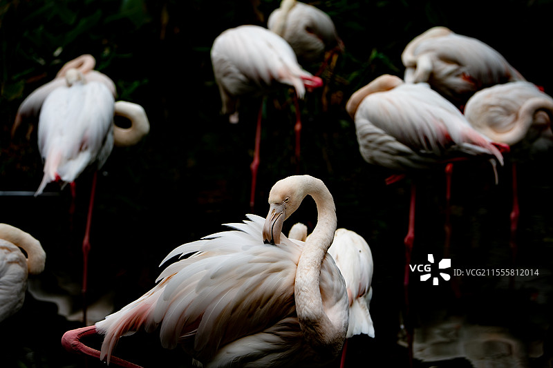 火焰鸟图片素材
