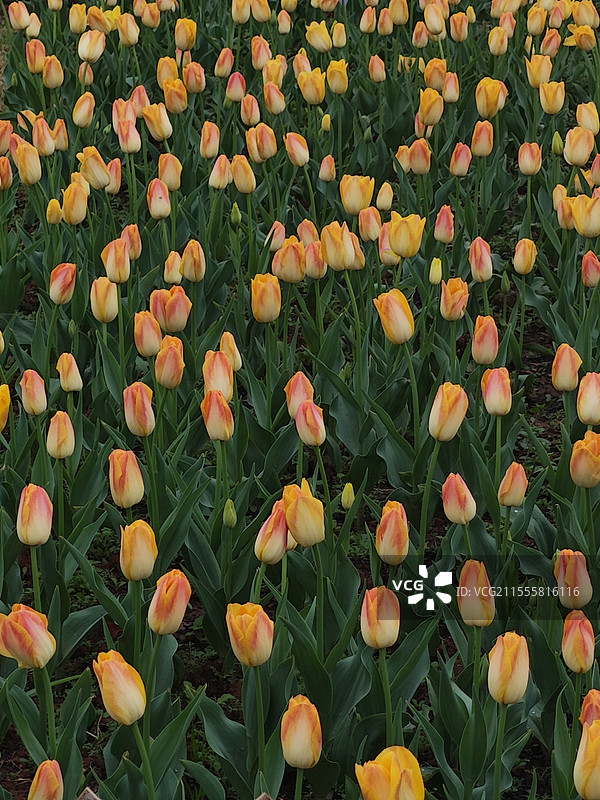 湖南省植物园所罗门王朝郁金香图片素材