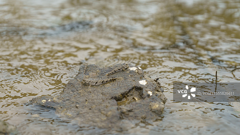 阳江阳江港附近的弹涂鱼图片素材