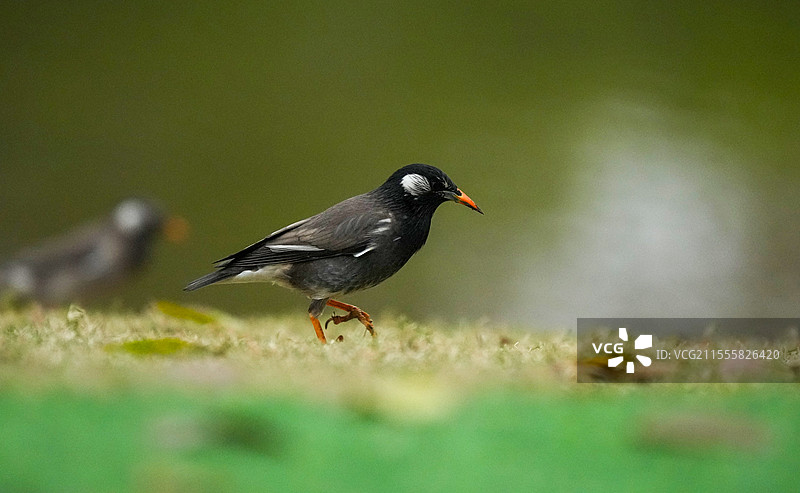 春天深圳香蜜公园新来的迁徙冬候鸟灰椋鸟图片素材