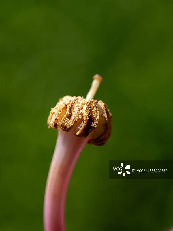 美丽异木棉，锦葵科吉贝属的落叶乔木，花蕊图片素材