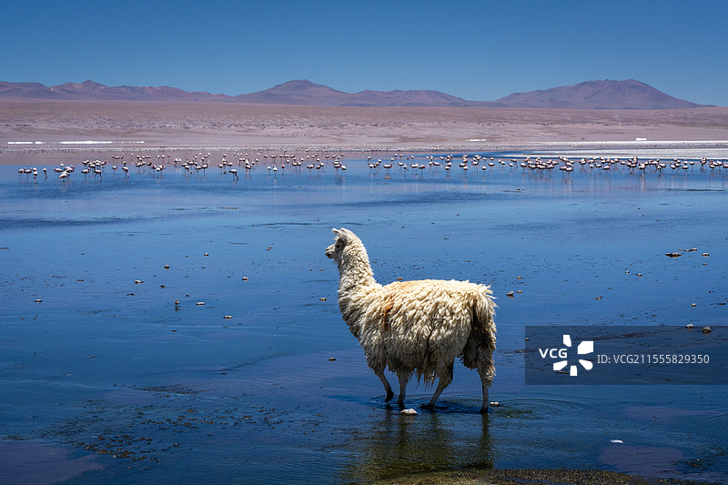 红湖高原羊驼1图片素材