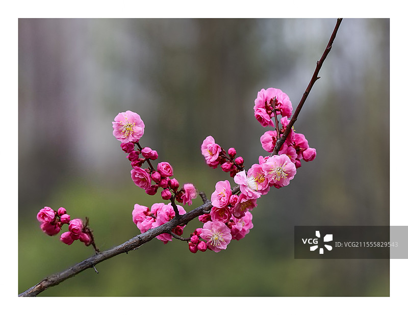 一枝梅花的特写镜头图片素材
