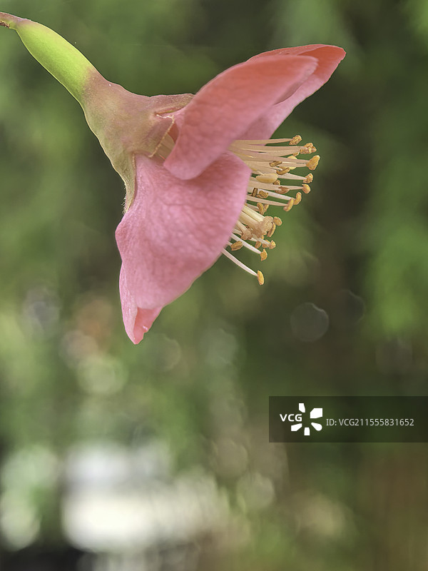 春天园林植物、多种花朵花苞特写图片素材