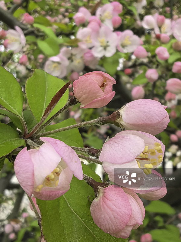 春天园林植物、多种花朵花苞特写图片素材