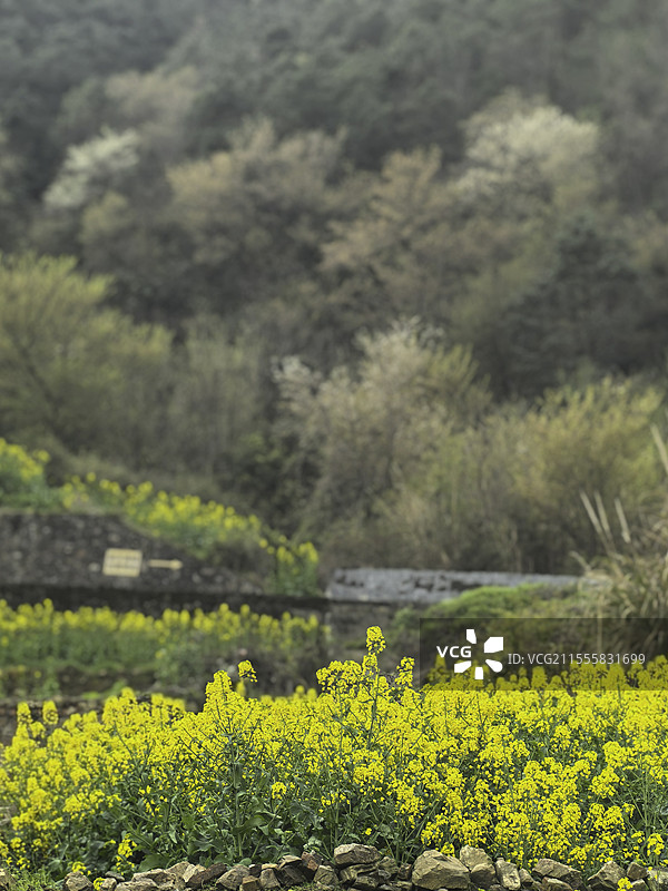 春天园林植物、多种花朵花苞特写图片素材