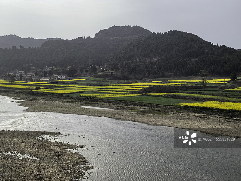 春天园林植物、多种花朵花苞特写图片素材