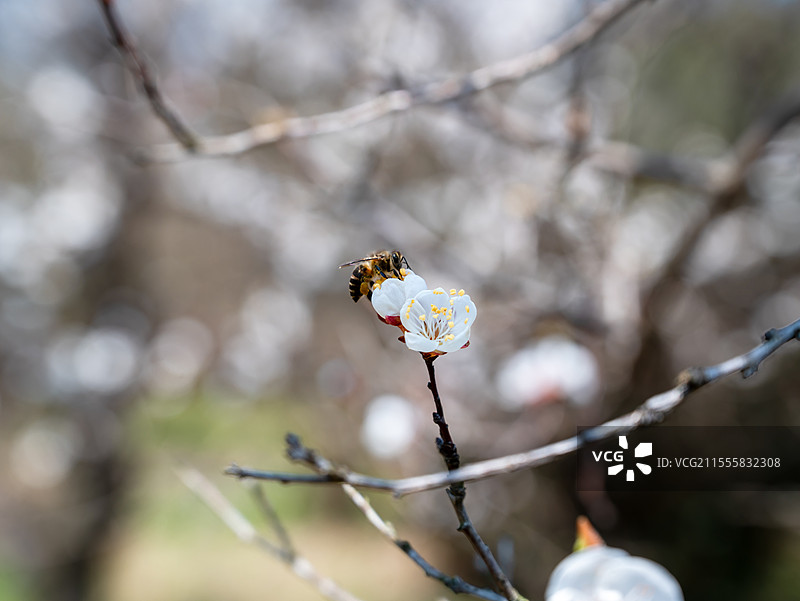 春天 蜜蜂采花 特写图片素材