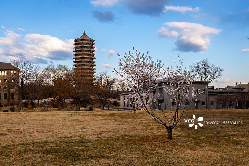 春到北京大学：初春早上蓝天白云下的山桃花与博雅塔图片素材