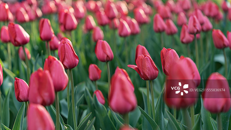 一组花卉图，郁金香，梅花，樱花等图片素材