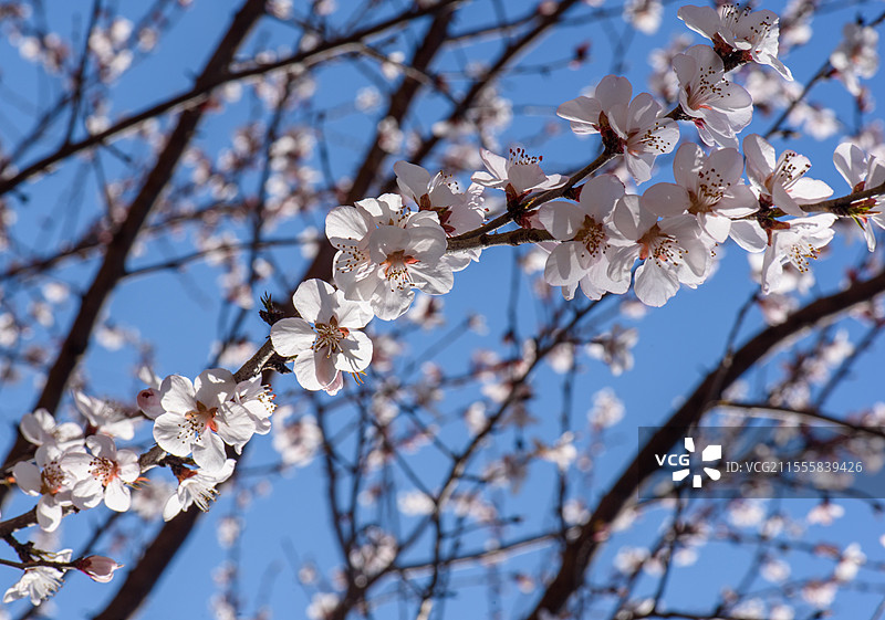 城南花已开图片素材