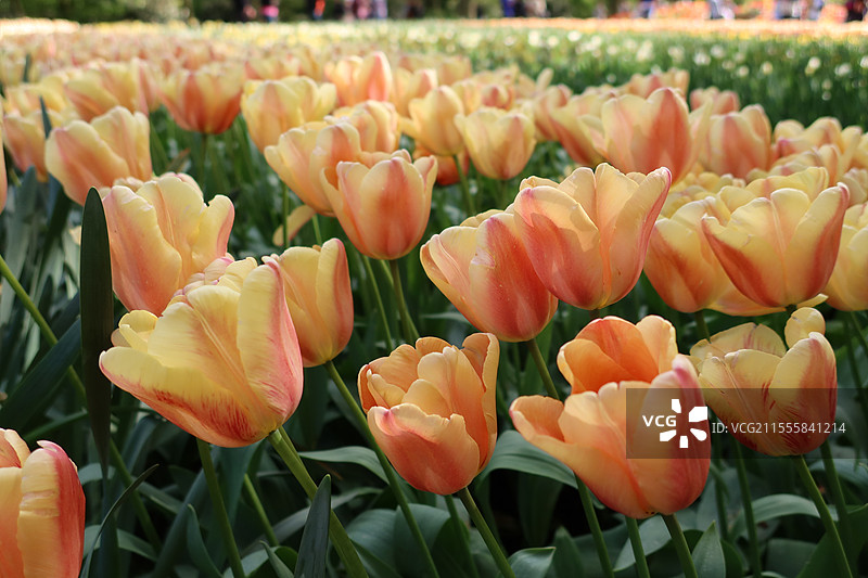 风车王国的美丽的郁金香图片素材