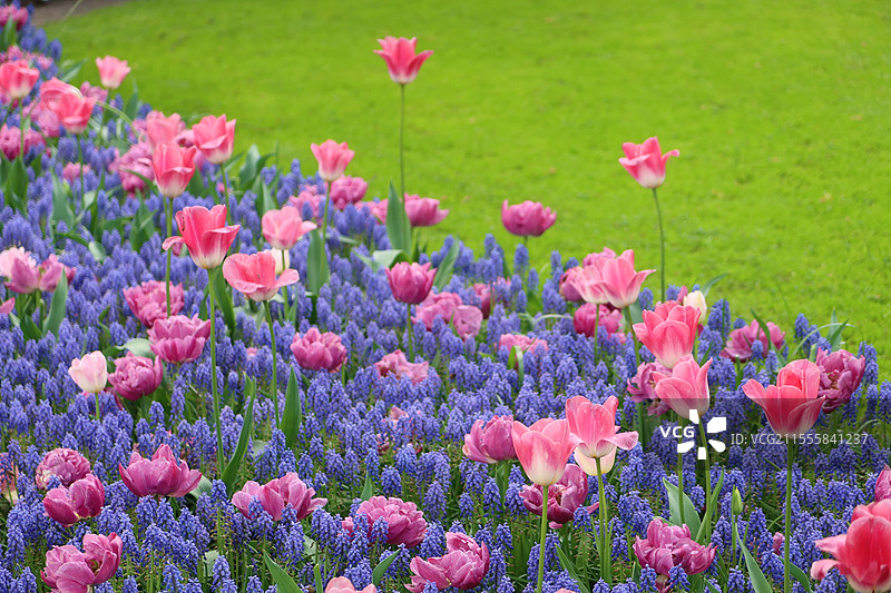 风车王国的美丽的郁金香图片素材