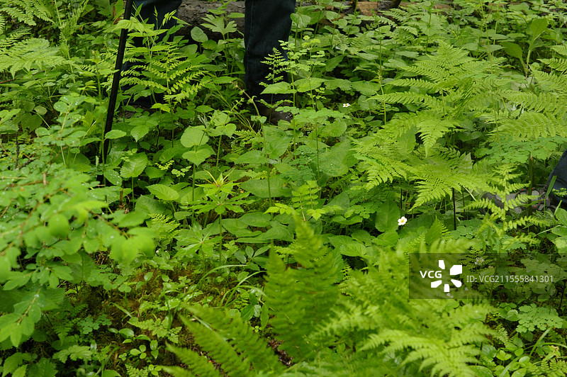 蕨类图片素材