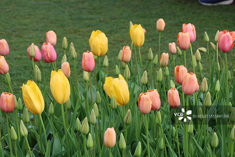 风车王国的美丽的郁金香图片素材